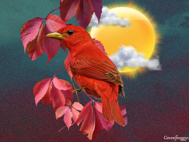 Red Bird on Branch — Serene, Sunset