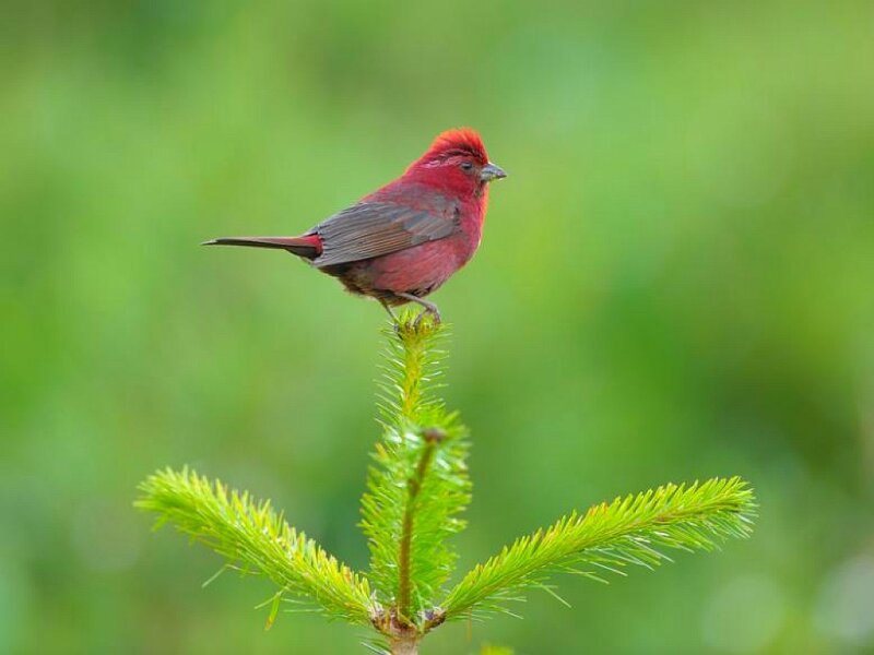 Red Bird on Branch — Serene