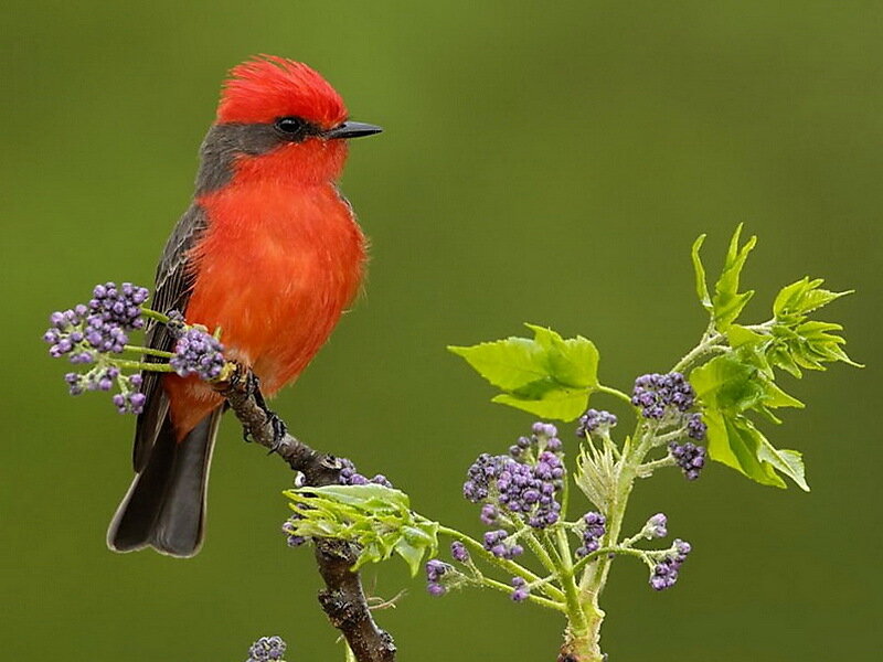 Red Bird on Branch