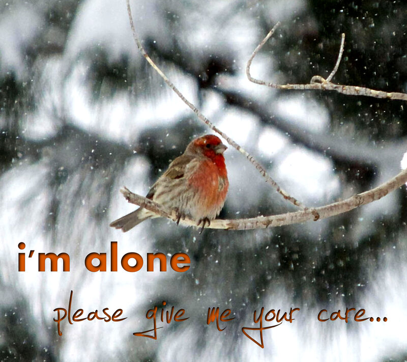 Red Bird on Branch — White