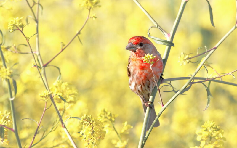 Red Bird on Branch — Yellow