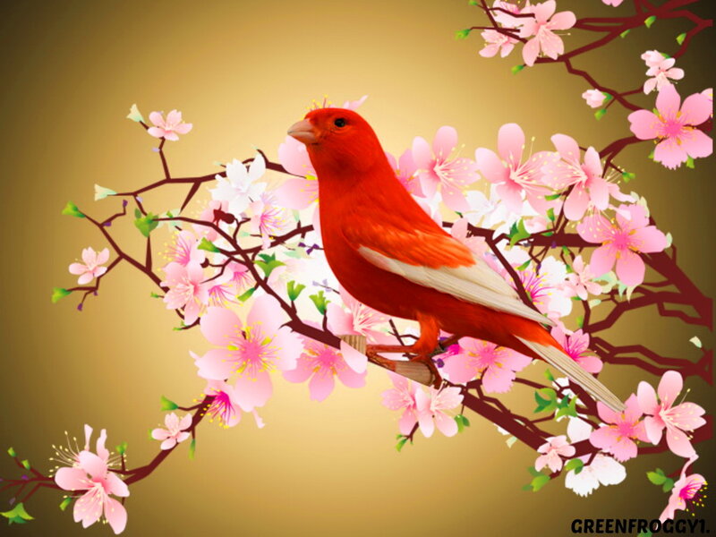 Red Bird on Cherry Branch — Serene