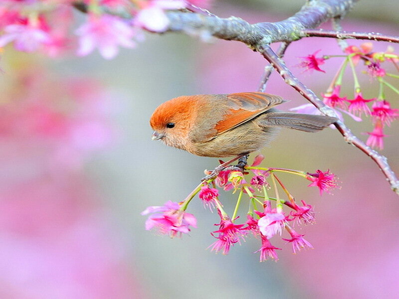 Red Bird on Cherry Branch