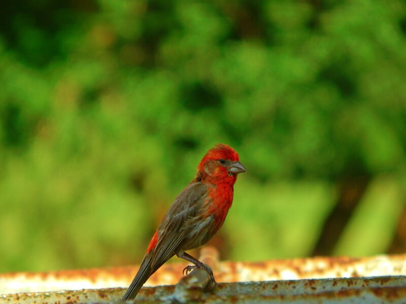 Red Bird on Fence — Calm