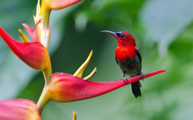 Red Bird on Flower — Natural, Photograph