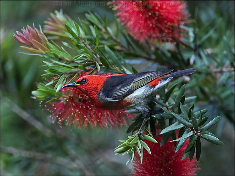 Red Bird on Flower — Natural
