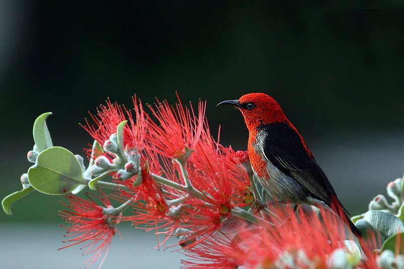 Red Bird on Flower — Serene, Photograph
