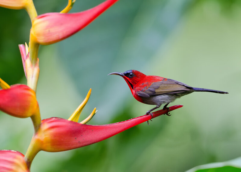 Red Bird on Flower — Serene
