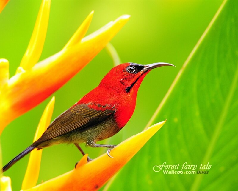 Red Bird on Flower