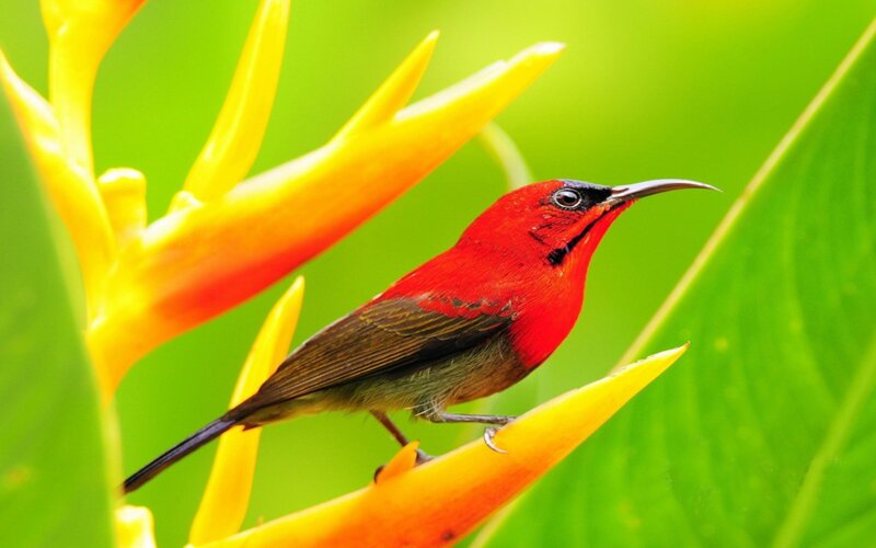 Red Bird on Flower — Vibrant, Photograph