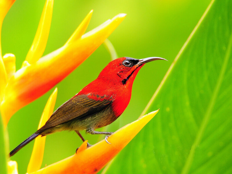 Red Bird on Flower — Vibrant