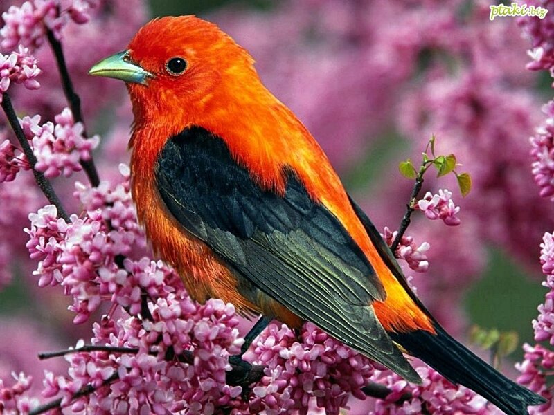 Red Bird on Flowers — Orange