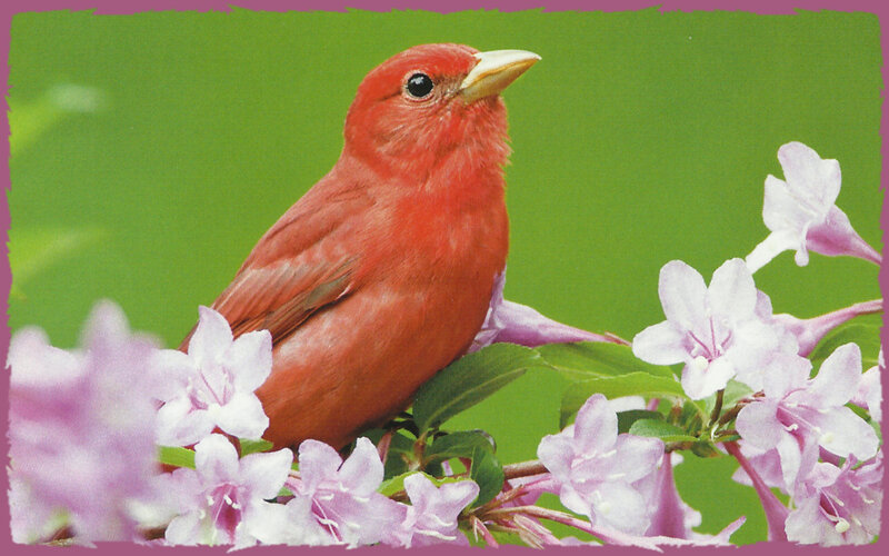 Red Bird on Flowers