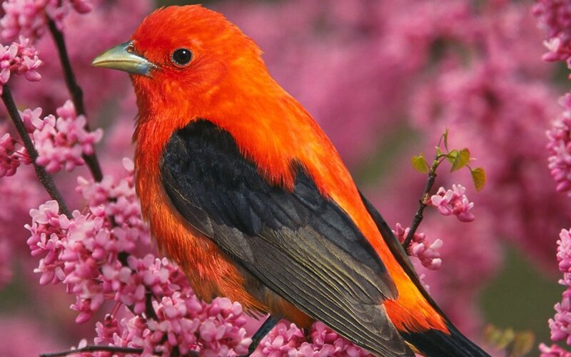 Red Bird on Flowers — Vibrant, Spring