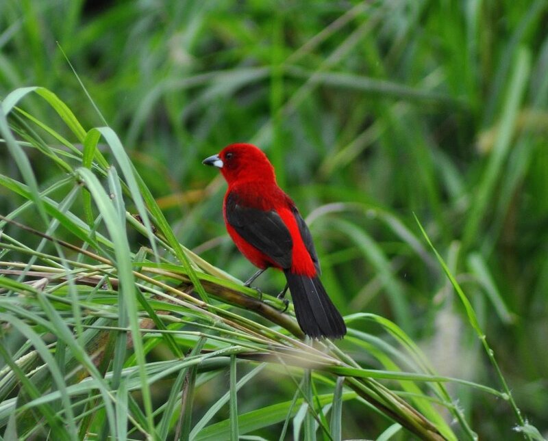 Red bird on green grass