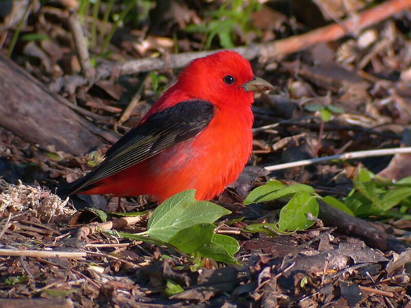Red Bird on Ground — Natural