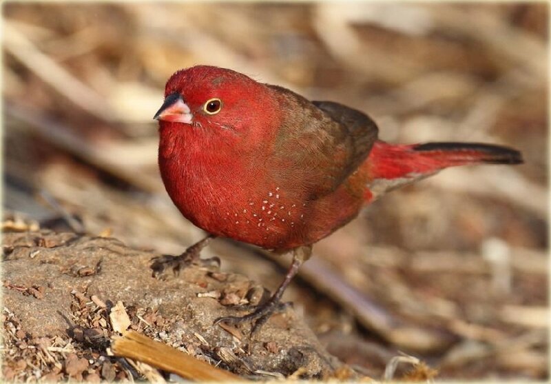 Red Bird on Ground