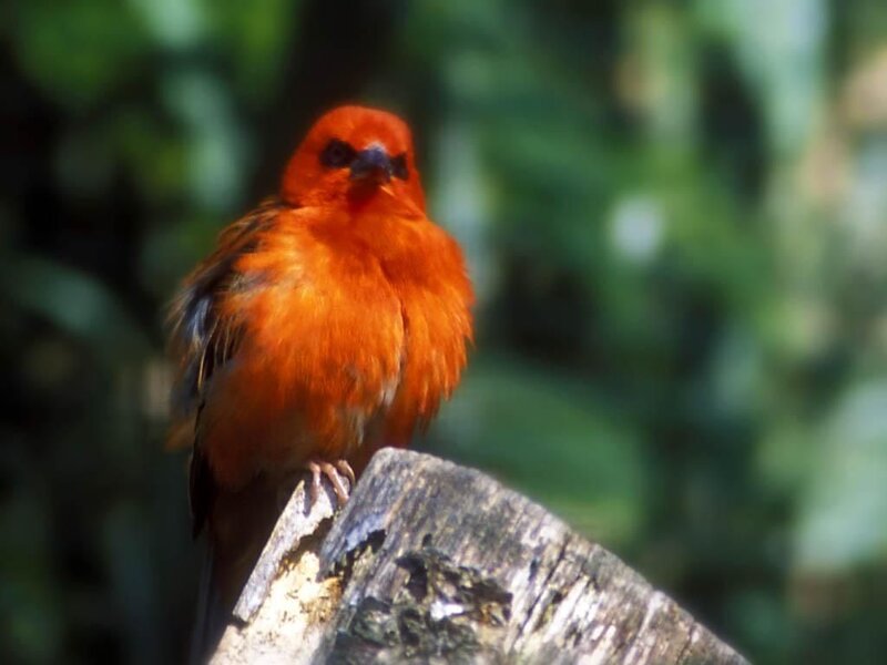 Red Bird on Log