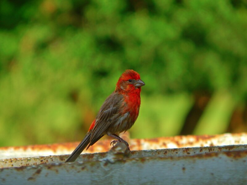 Red Bird on Metal