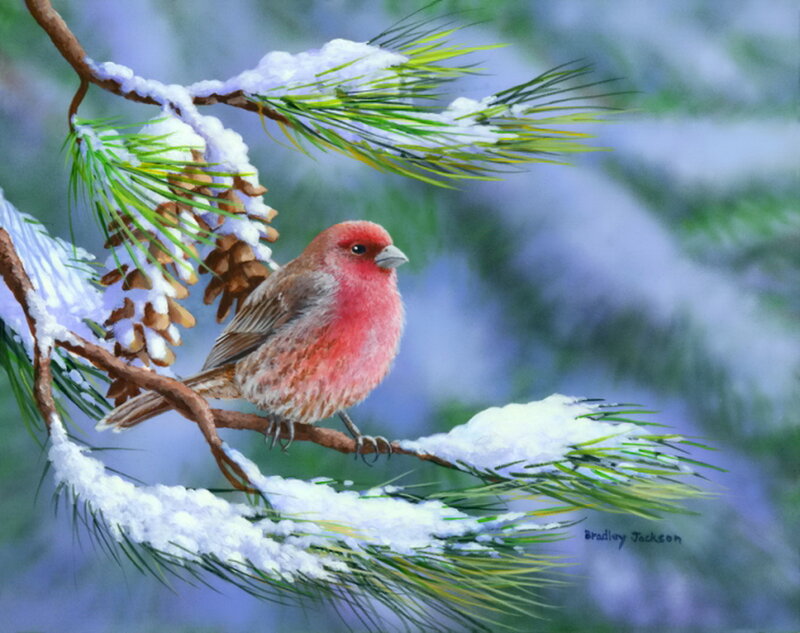 Red Bird on Pine Branch — Serene