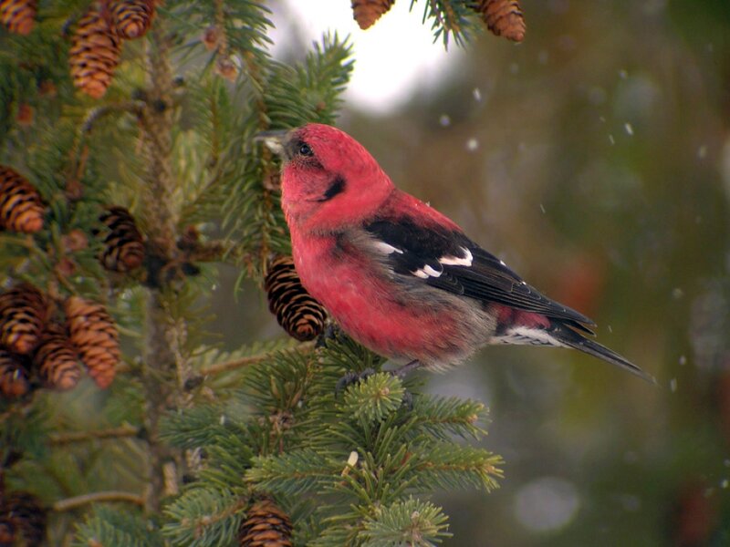 Red Bird on Pine Branch