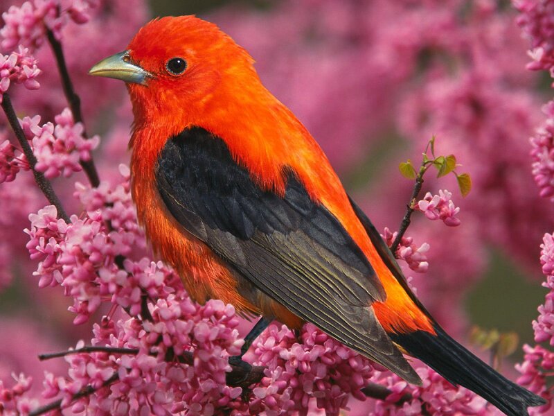 Red bird on pink flowers
