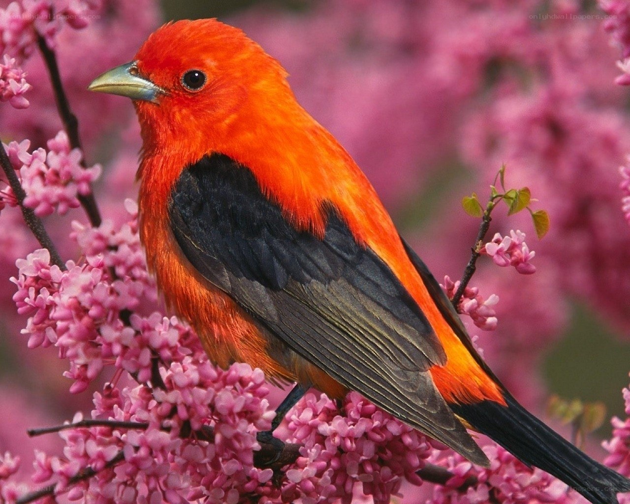 red bird on pink flowers