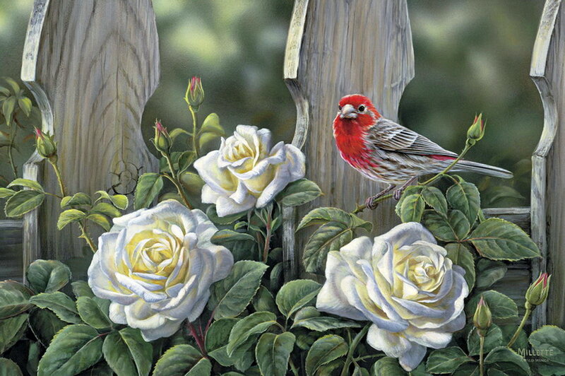 Red Bird on Rose Bush