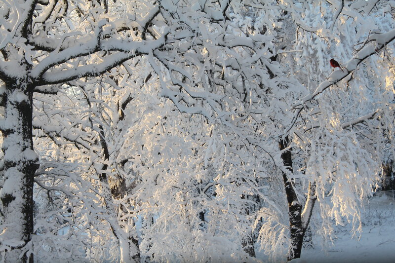 Red Bird on Snow-covered Branch