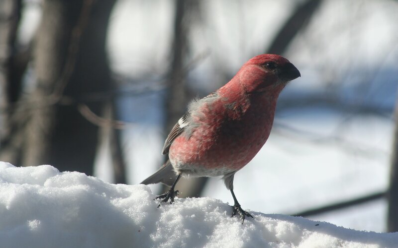 Red Bird on Snow