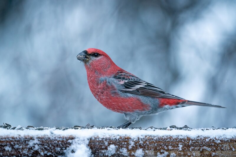 Red Bird on Snowy Ledge