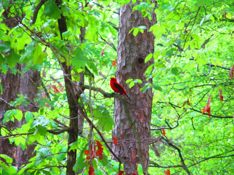Red Bird on Tree Branch — Green