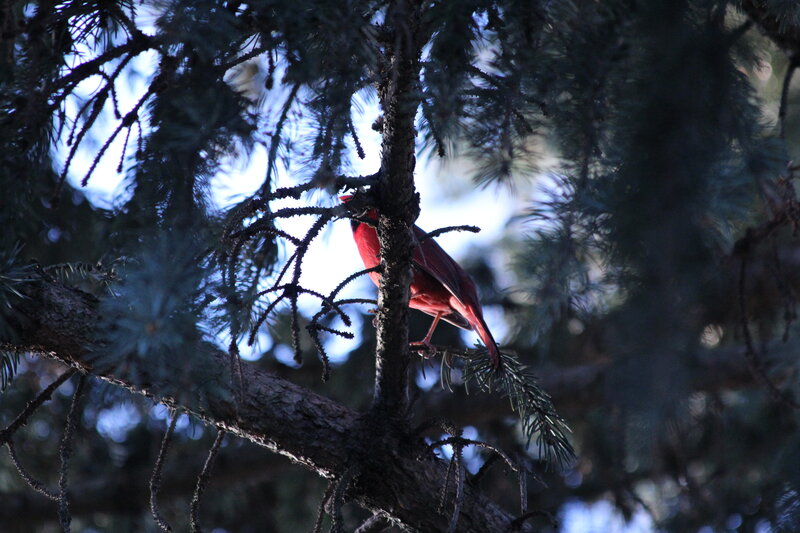 Red Bird on Tree Branch