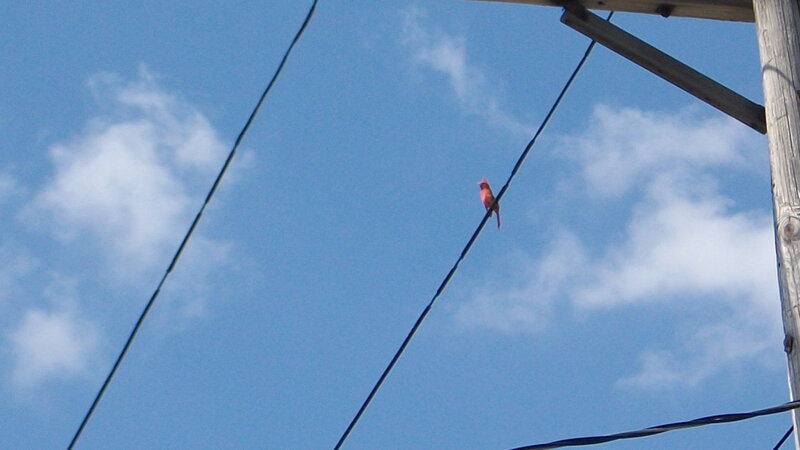 Red Bird on Wire