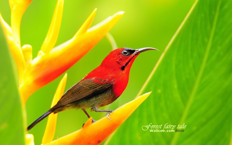 Red bird on yellow flower