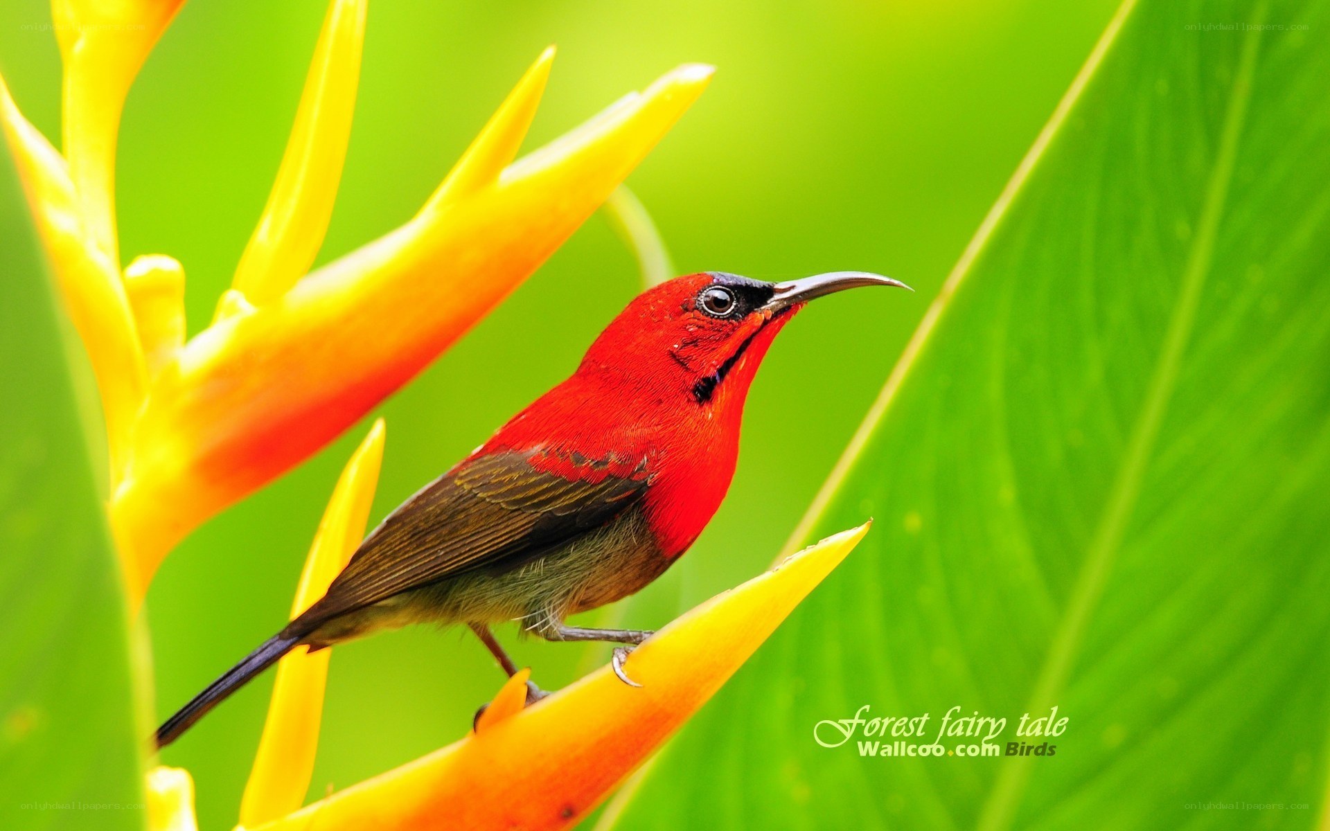 Red bird on yellow flower