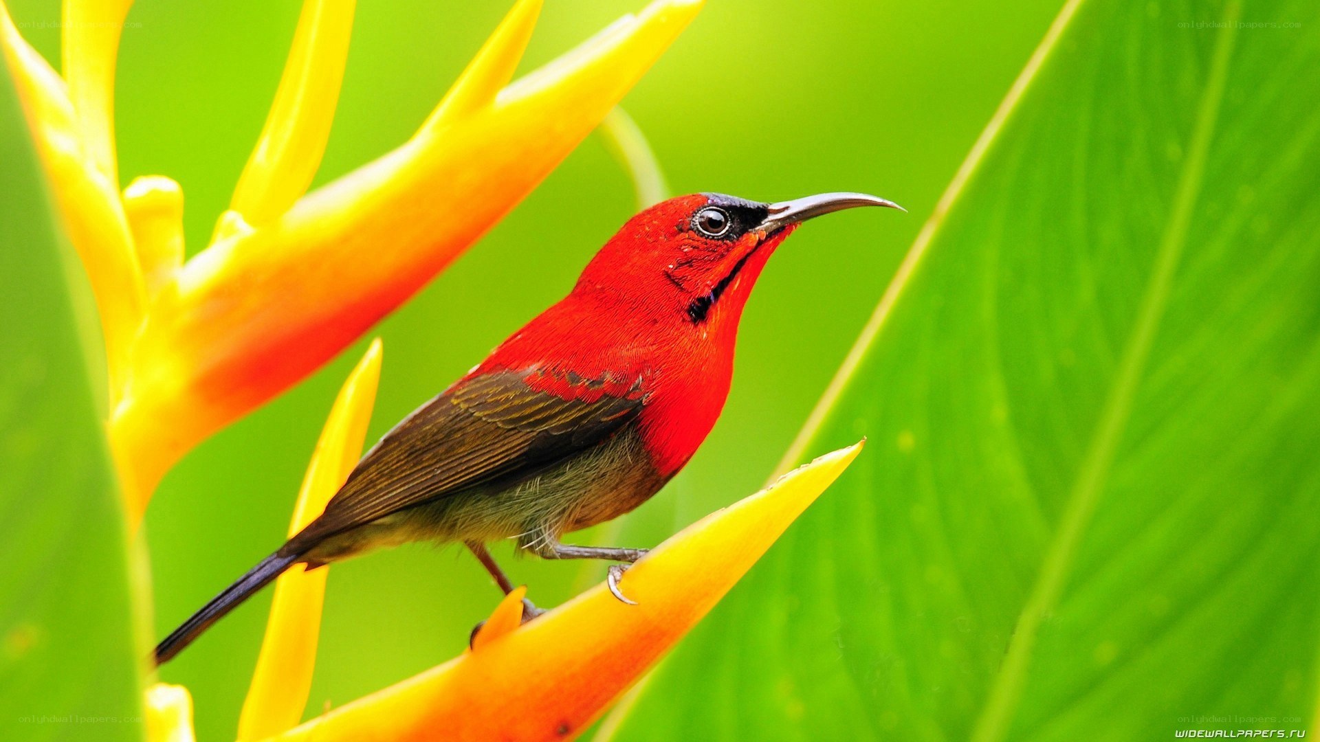 Red bird on yellow flower