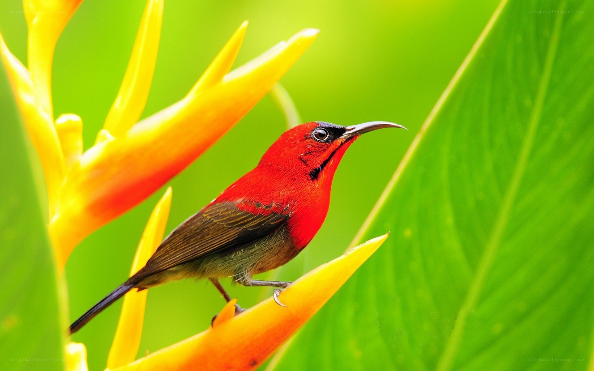 Red bird on yellow flower