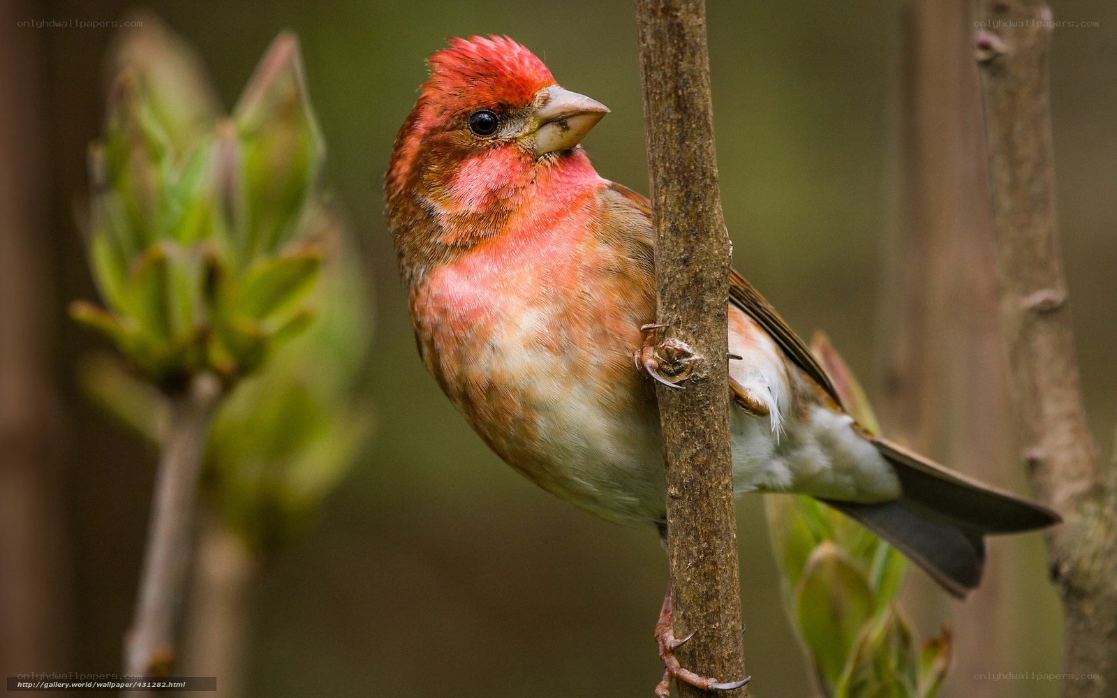 Red bird perched on branch