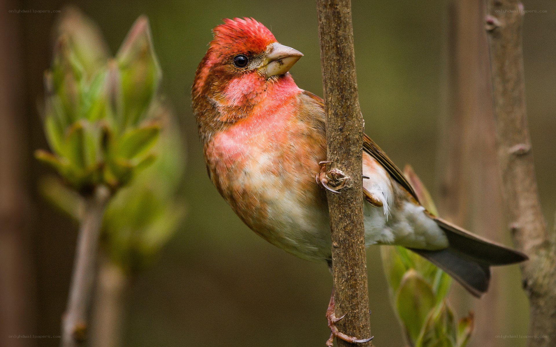 Red bird perched on branch