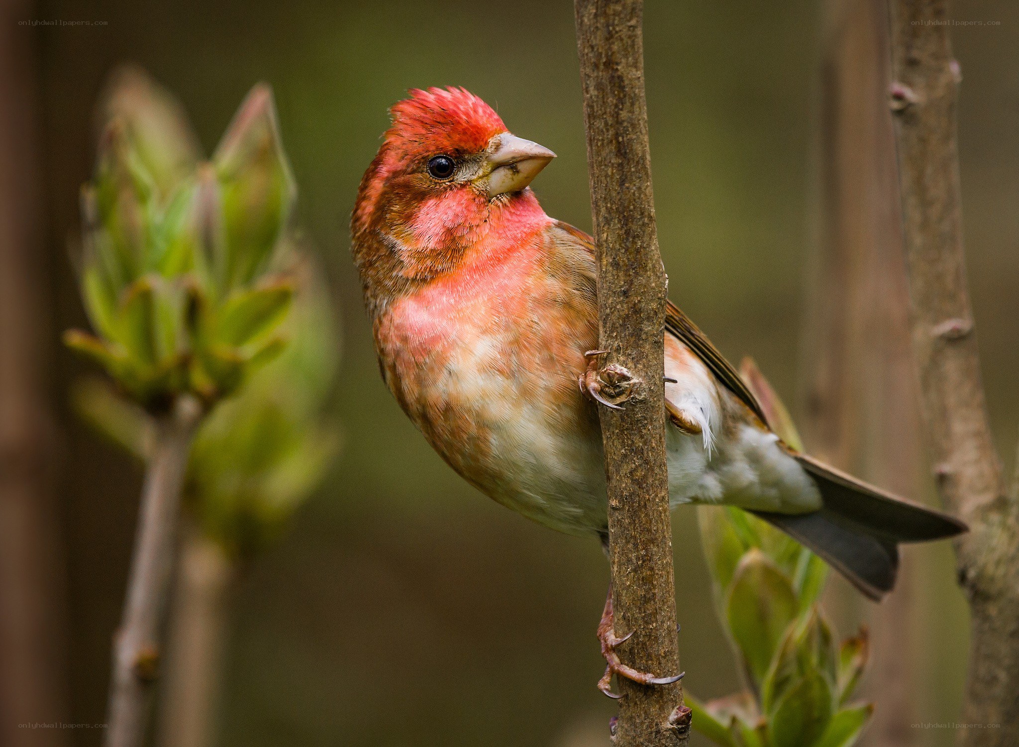 Red bird perched on branch