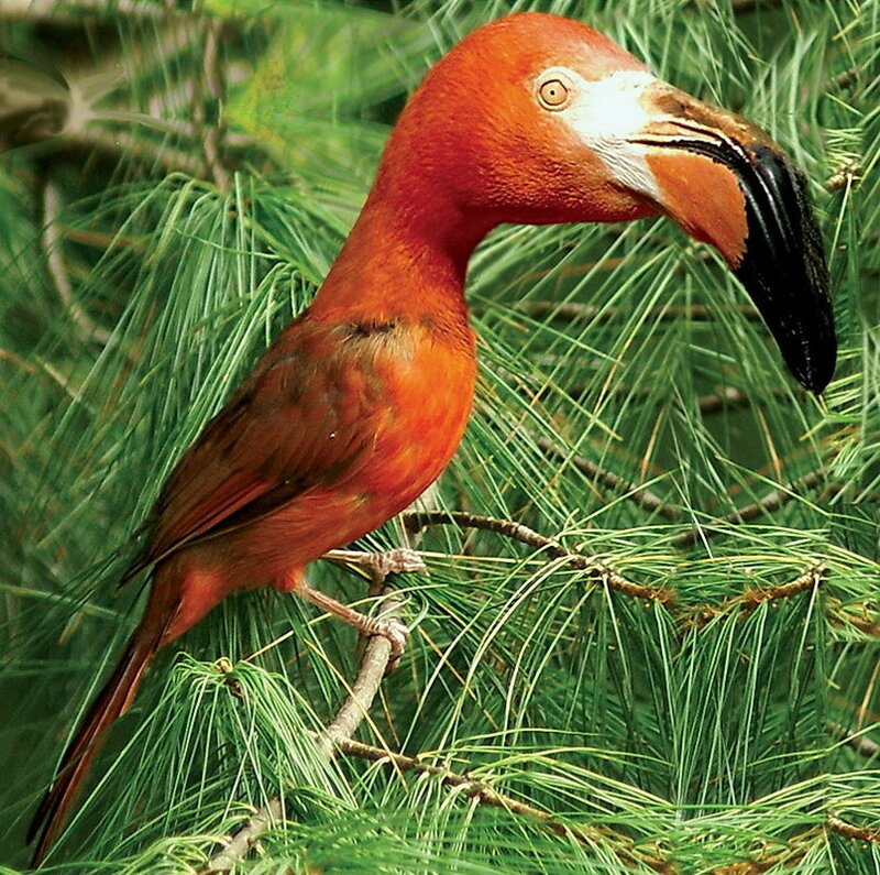 Red bird perched on branch