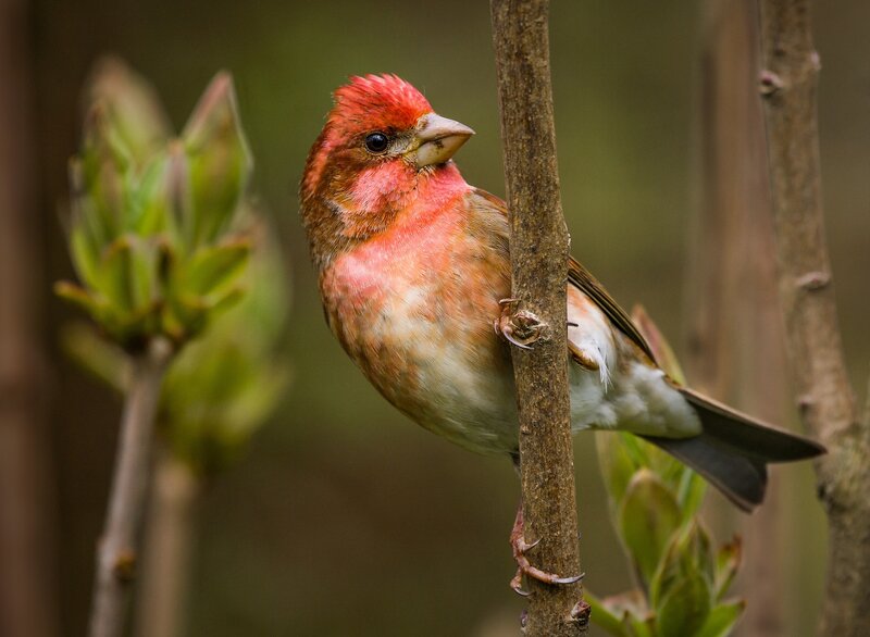 Red bird perched on branch