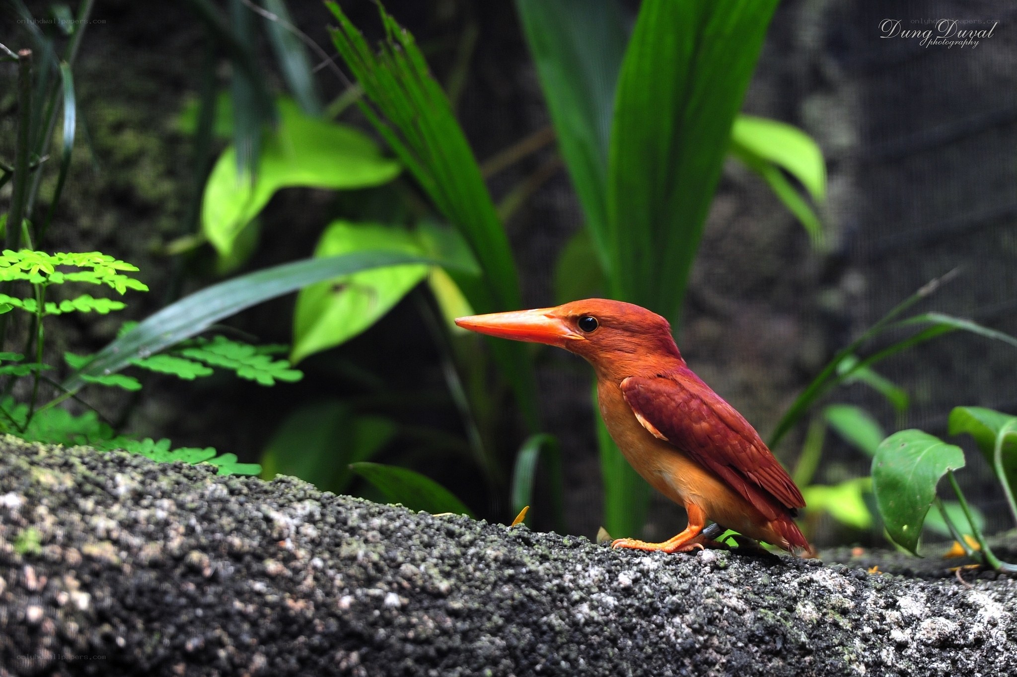 Red bird perched on rock