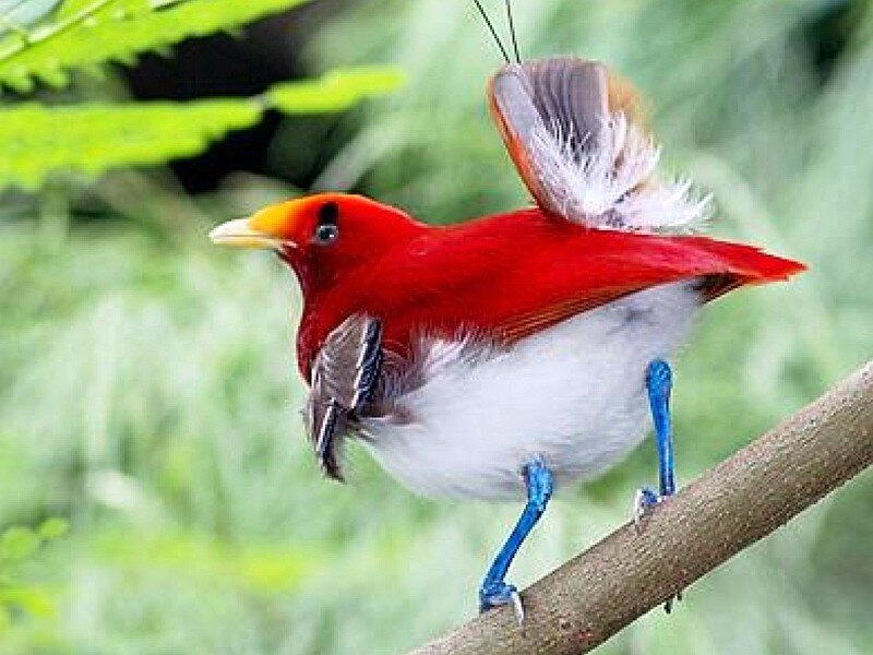 Red bird with blue legs