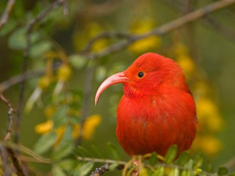 Red Bird with Curved Beak