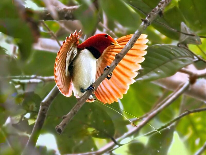 Red Bird with Orange Wings