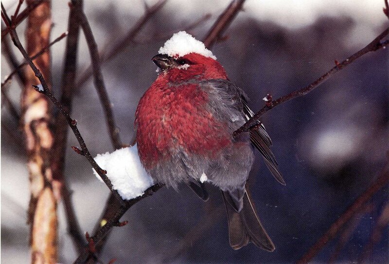 Red bird with snow on head