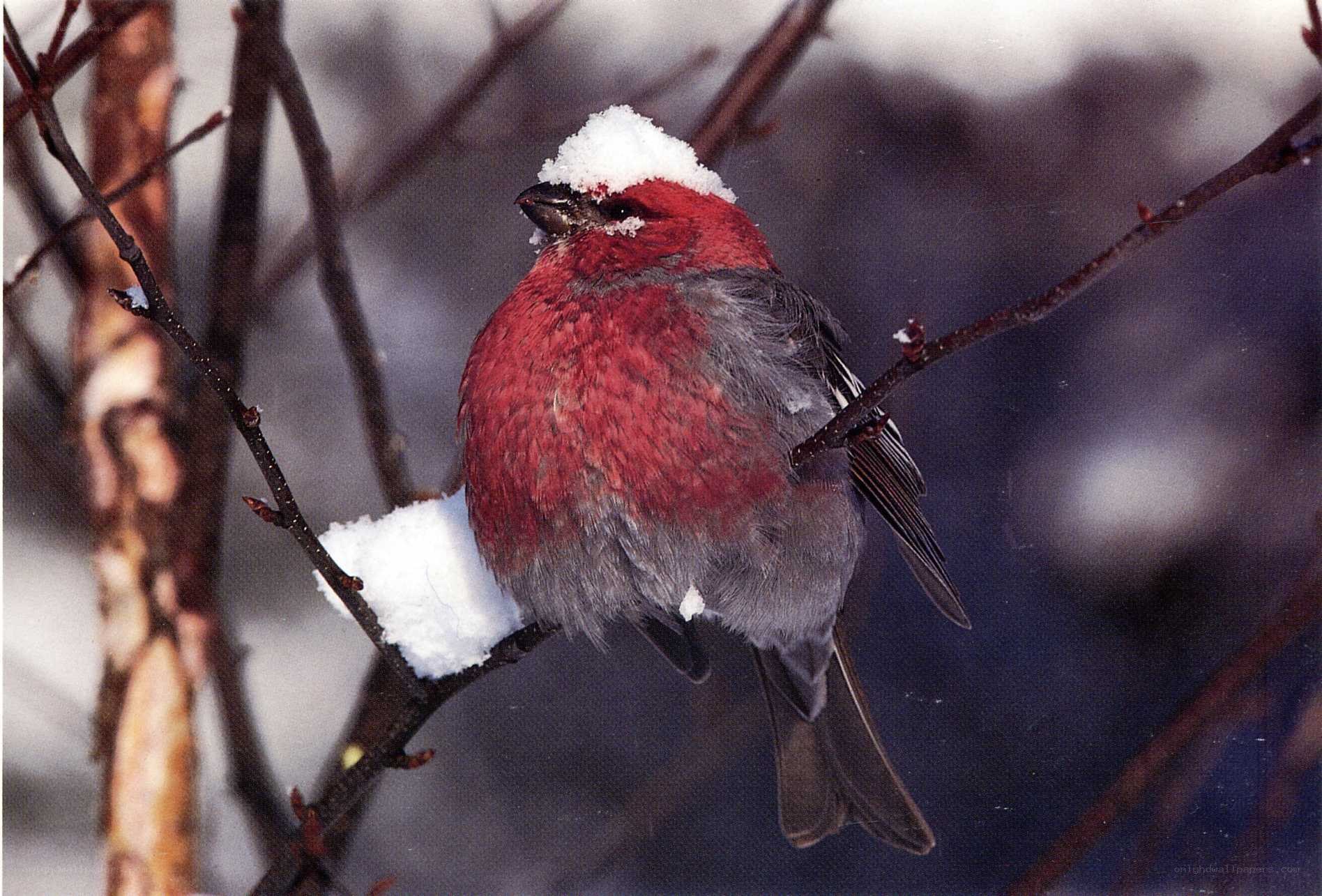 Red bird with snow on head