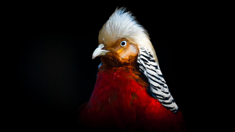 Red Bird with White Crest